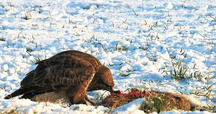 buzzard-bird-eat-raptor-animal-winter-snow-cold-frosty