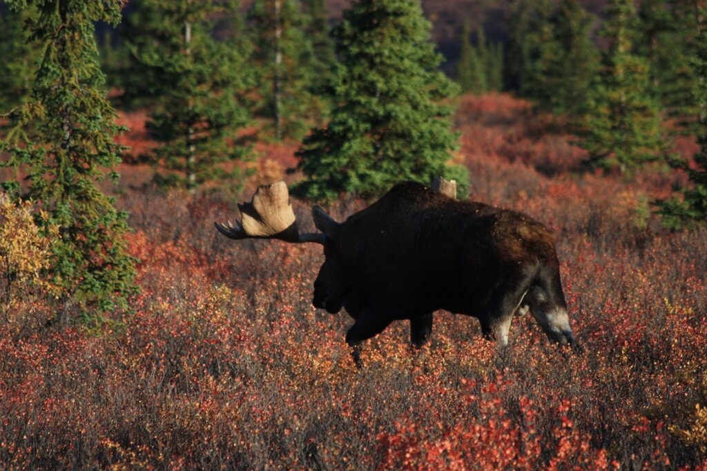 A large bull moose with broad antlers walking through knee-high brush in Denali.