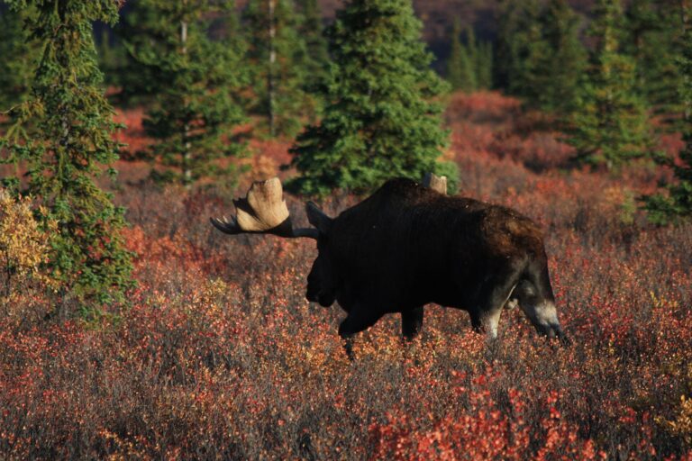 11 Animals That Are Much Larger Than You Thought They Were