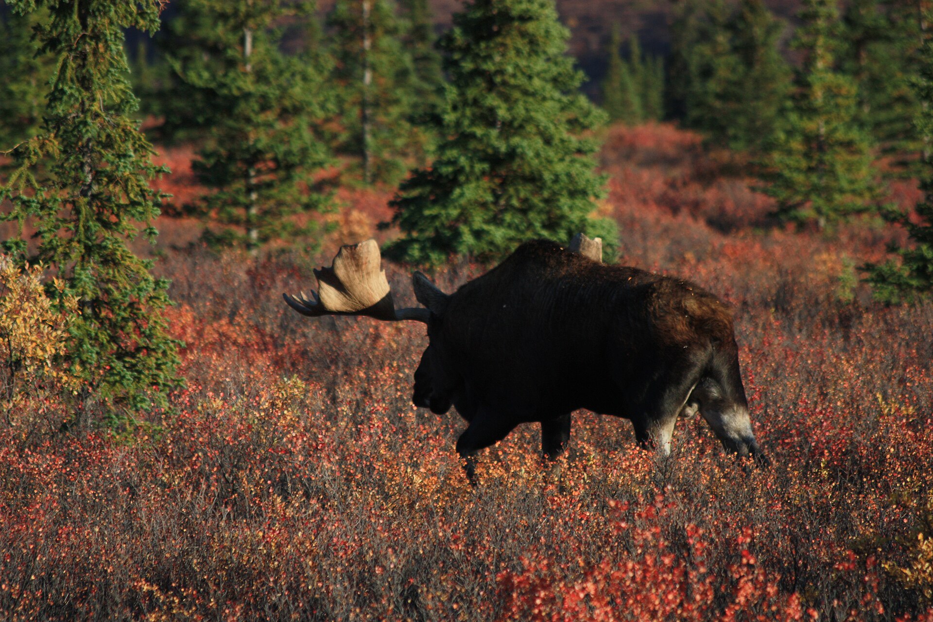 11 Animals That Are Much Larger Than You Thought They Were