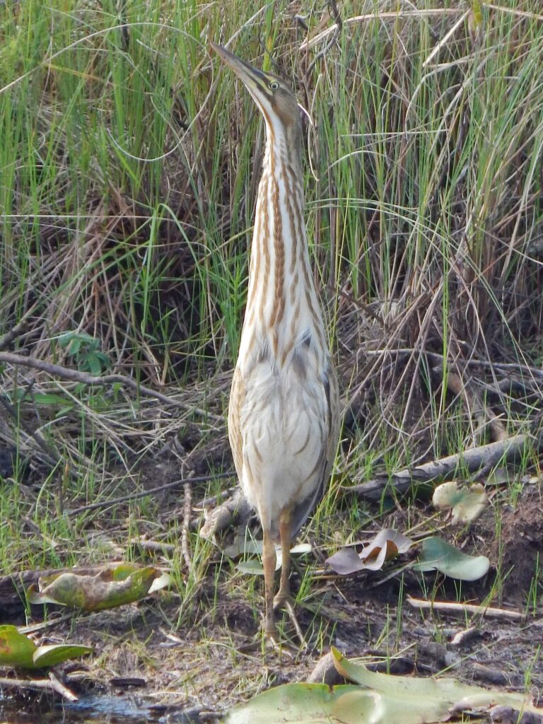 An American Bittern standing upright among wetland vegetation.