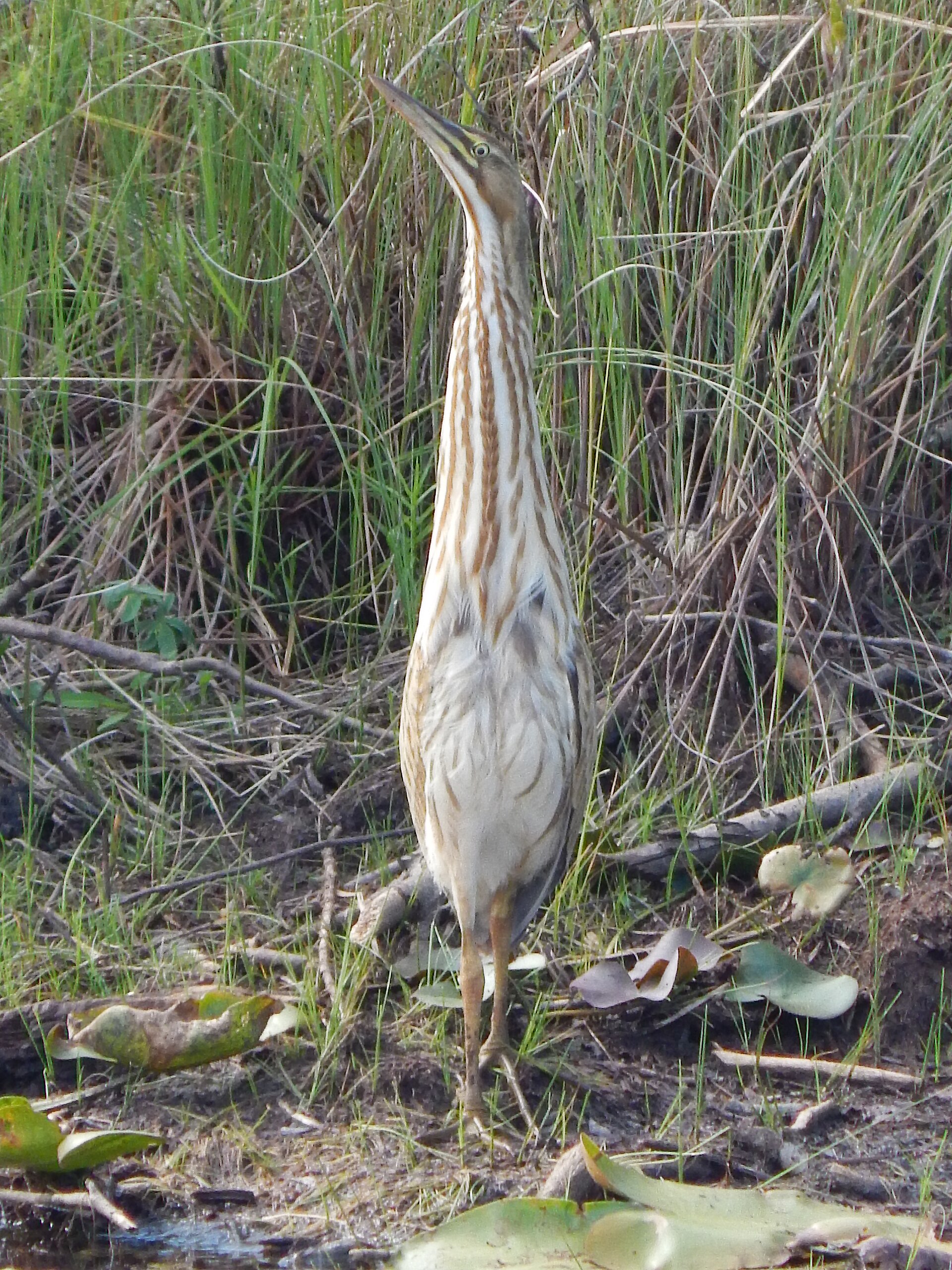 10 Birds Whose Calls Sound Nothing Like Birds