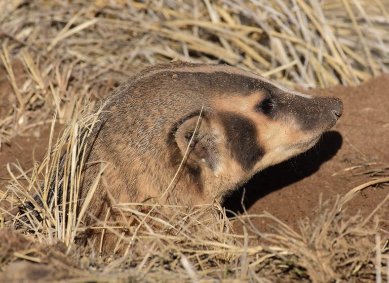 The American Badger Has Had Enough of This