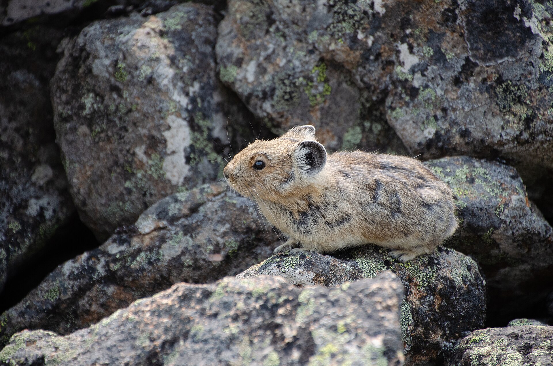 The Pika Is Running Out of Mountain