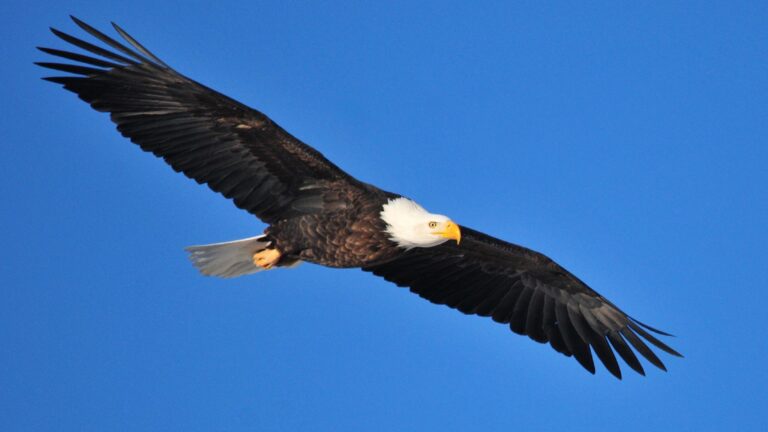 Bald Eagle Reminds Reporters It Personally Represents America