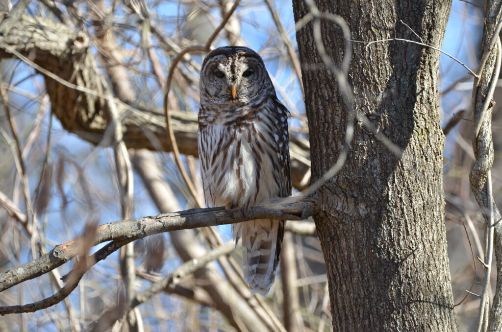 A barred owl perched quietly among tree branches.