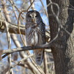 Area Owl Has Known About You for Some Time