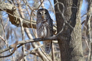 Area Owl Has Known About You for Some Time