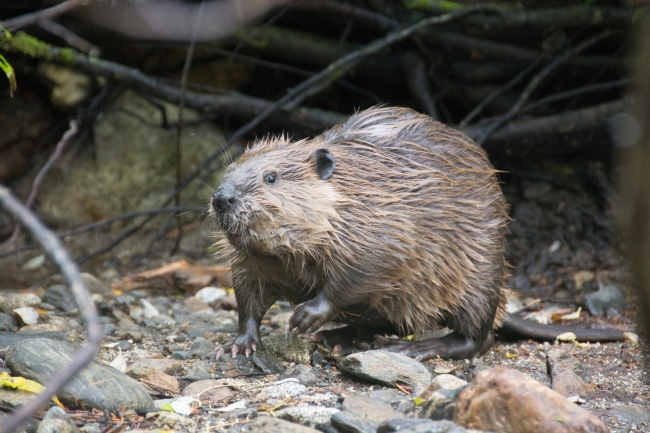 Local Beaver Project Now Six Months Ahead of Municipal Infrastructure Work