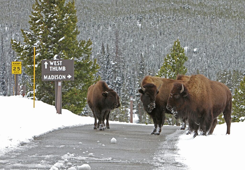 A bison standing on a road near Old Faithful in Yellowstone National Park.