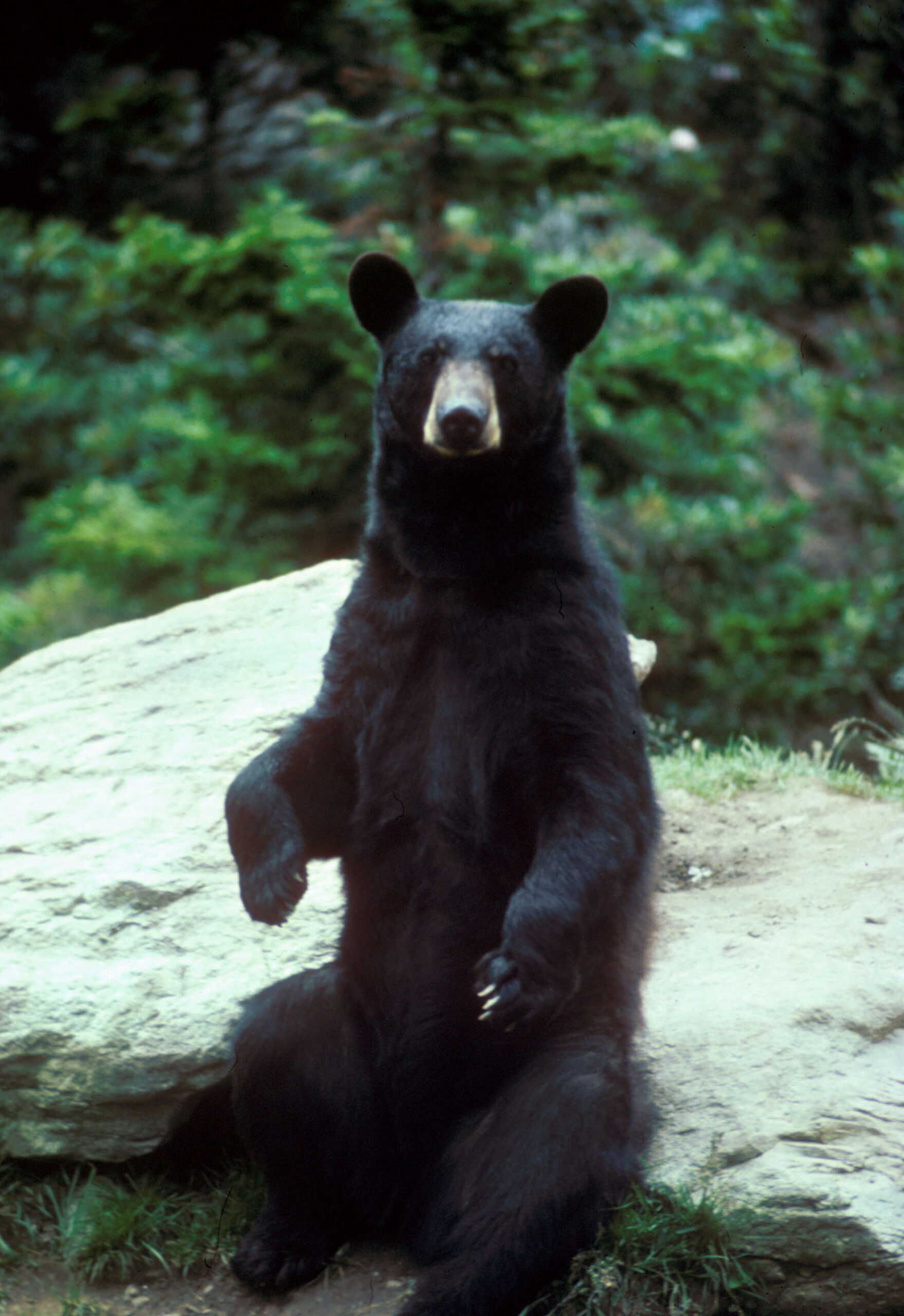 Black Bear Disappointed to Learn Subaru Contains Only Climbing Equipment