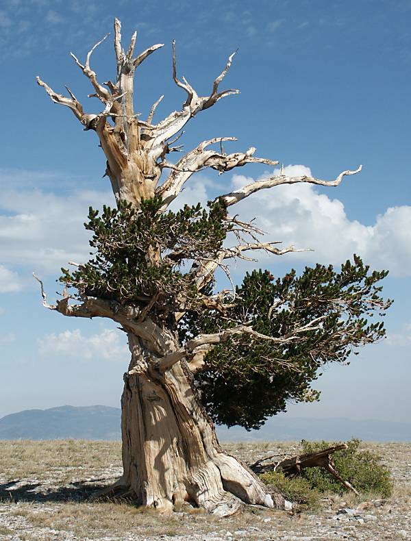 The Bristlecone Pine Has Been Standing Here Since Before Most of Our Problems