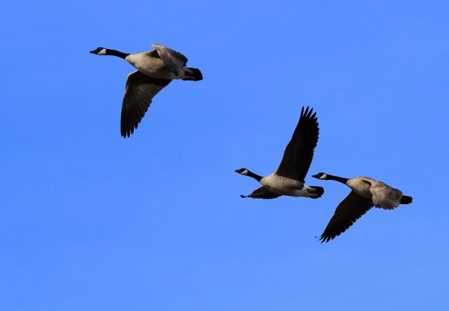 Local Goose Expands Territorial Claim to Include Entire Parking Lot