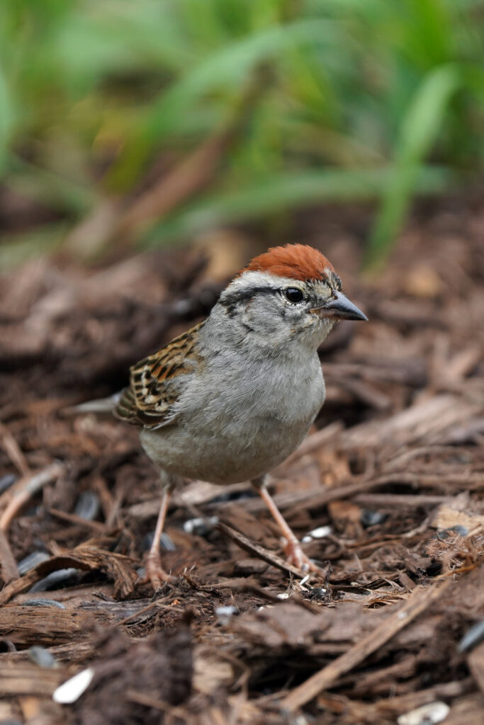 An Interview With a Bird That Declined Identification