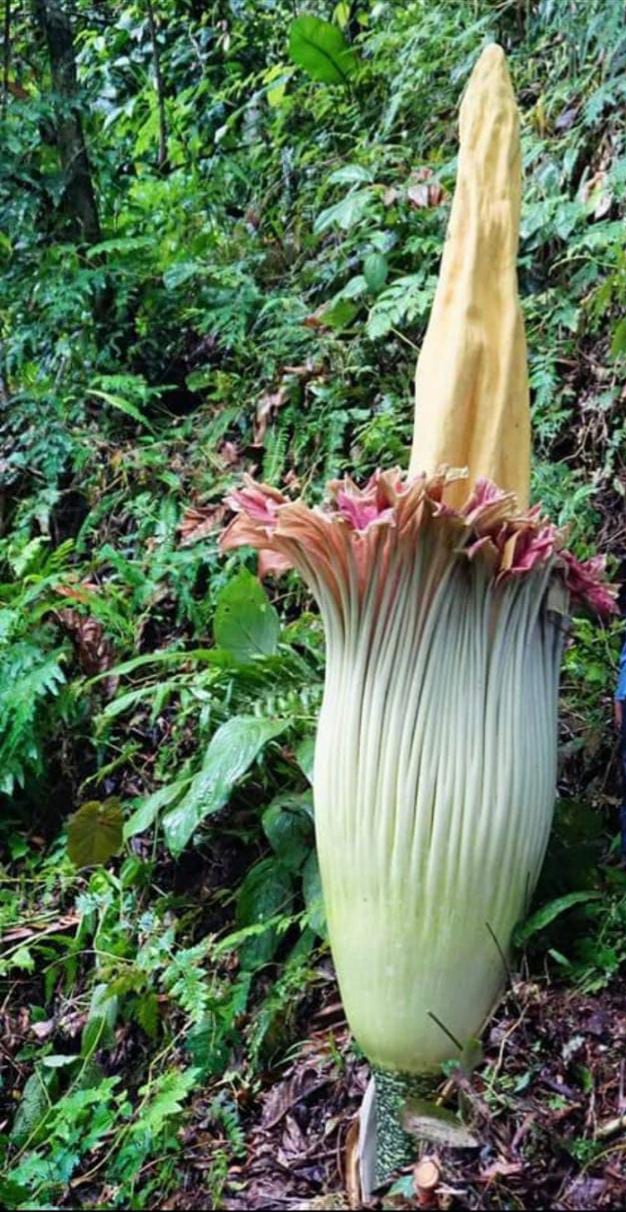 The Corpse Flower Smells Like Death on Purpose