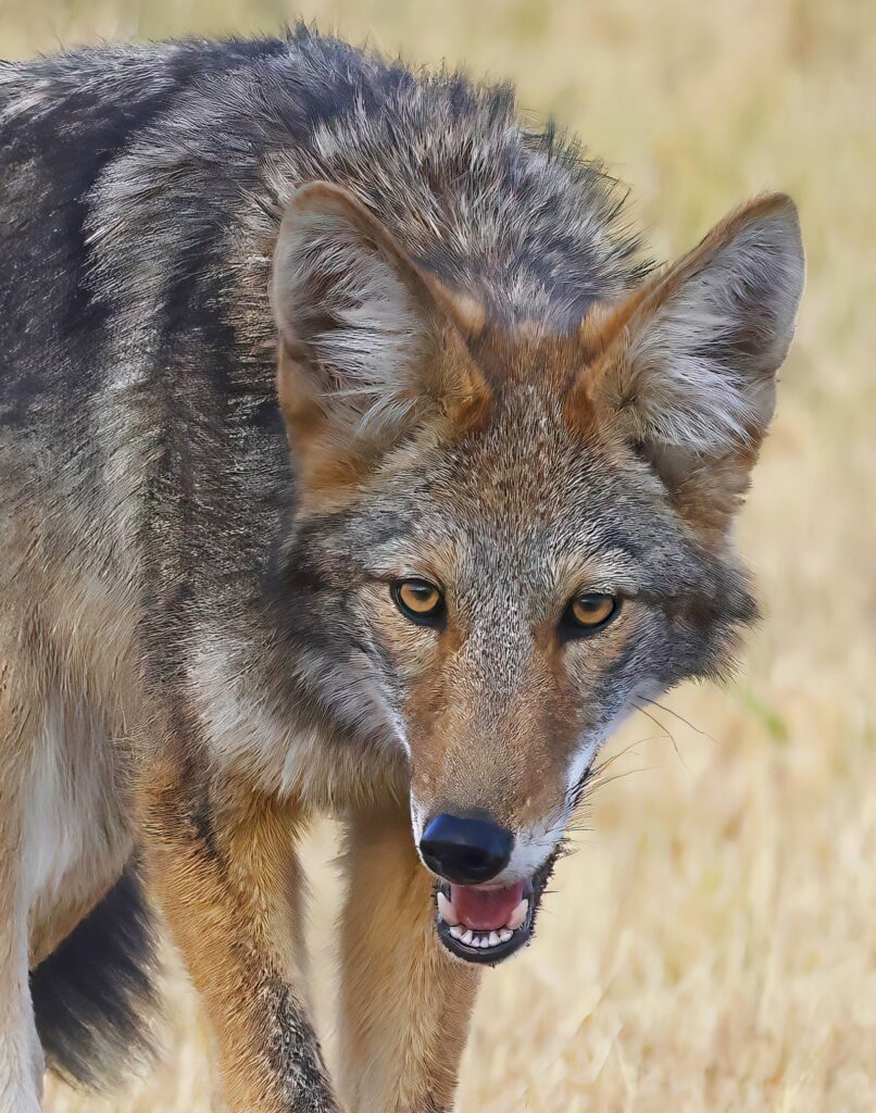 Local Coyote Would Like to Clarify That Was Not a Dog