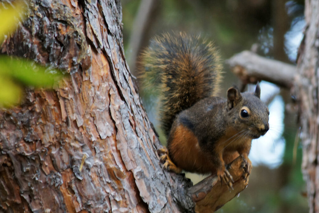 Campground Squirrel Has Now Been Fed Enough to Purchase Property