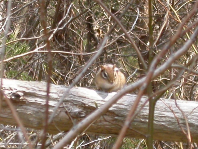 Chipmunk With One Peanut Announces Retirement