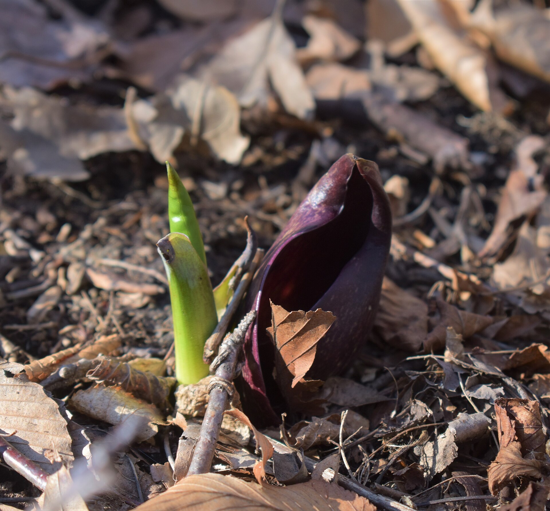 Skunk Cabbage Is Heating Its Own House