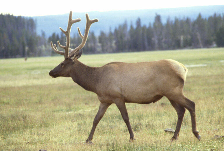 National Park Elk Announces It Will Be Handling Traffic Today