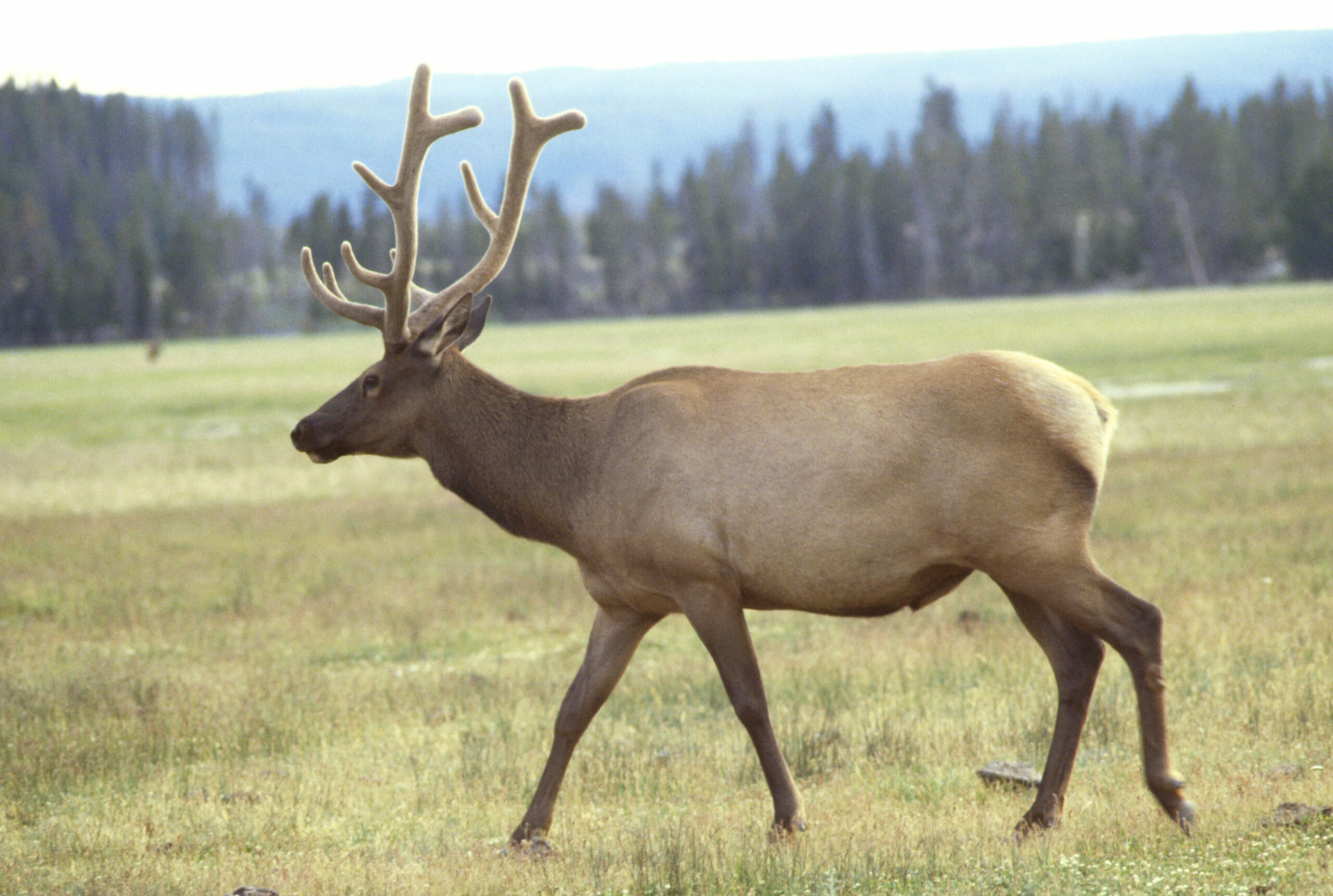 National Park Elk Announces It Will Be Handling Traffic Today