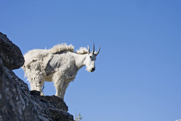 The Mountain Goat Has No Business Being Up There