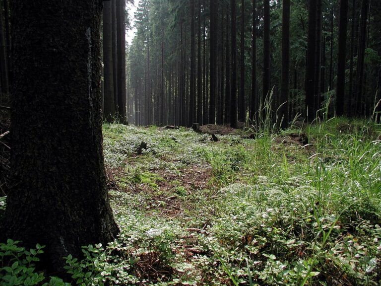 12 Completely Normal Forest Sounds That Will Ruin Your Evening