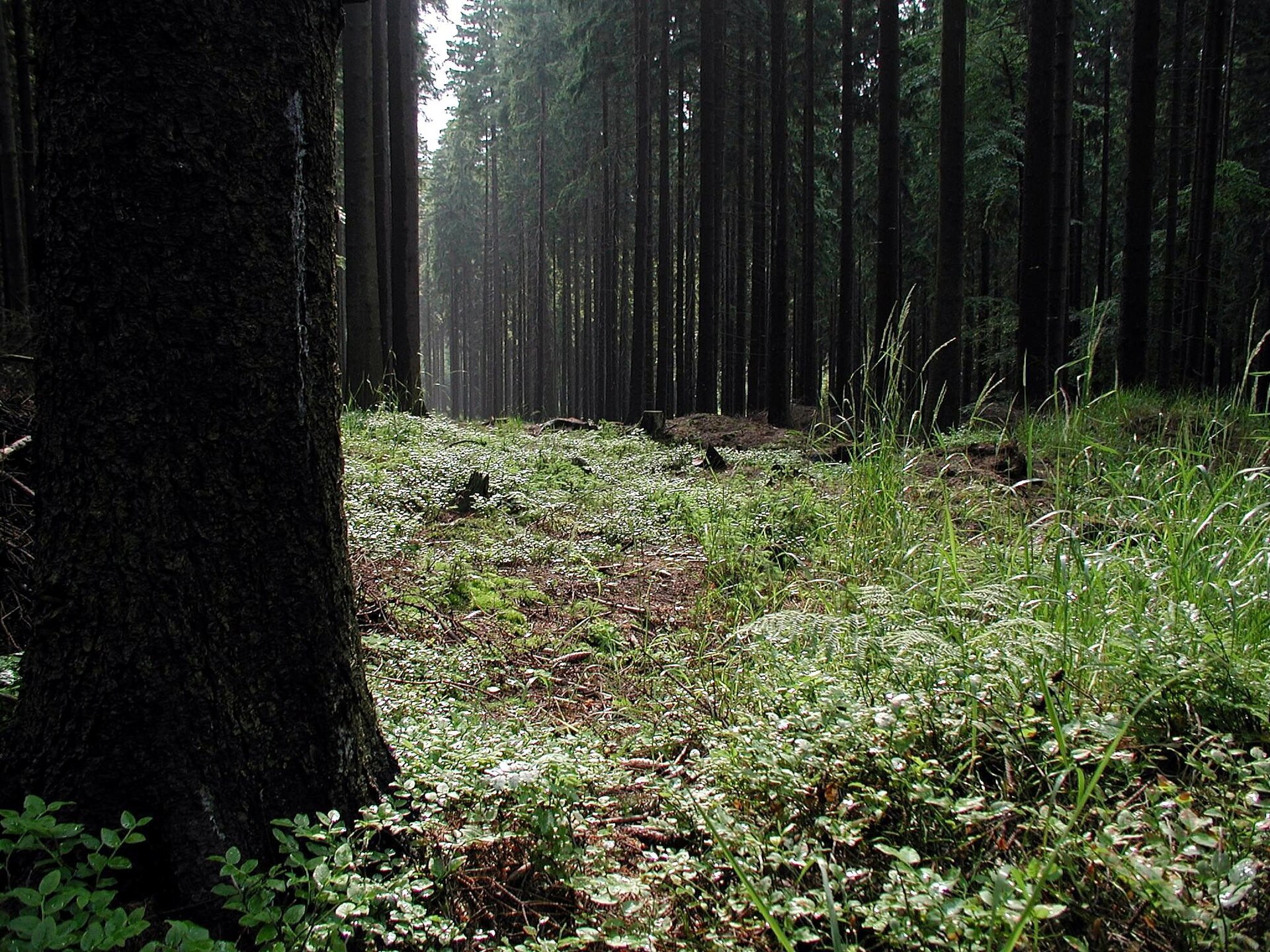 12 Completely Normal Forest Sounds That Will Ruin Your Evening