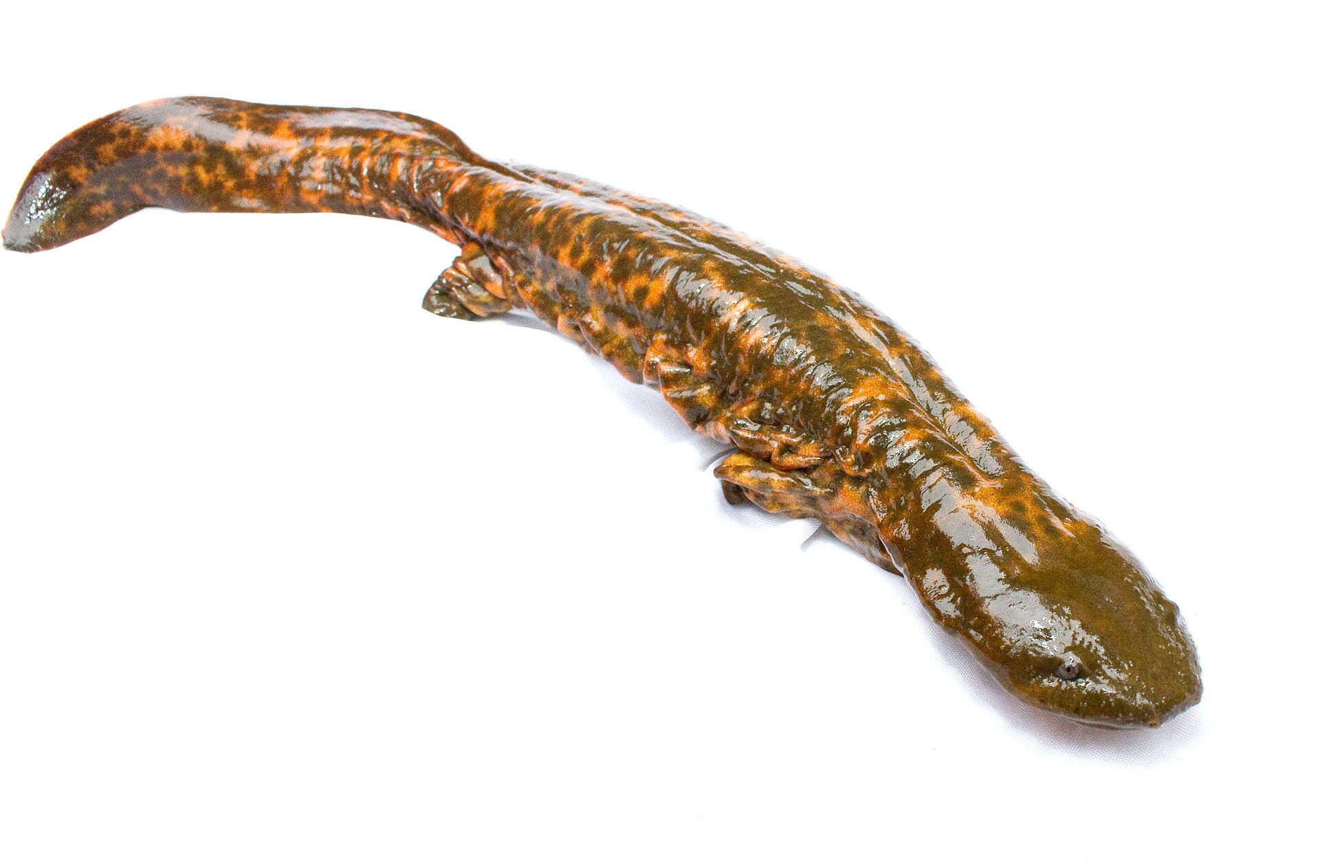 The Hellbender: America’s Two-Foot River Goblin