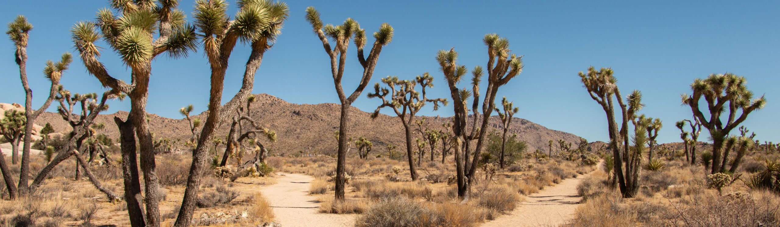 Joshua Tree National Park landscape