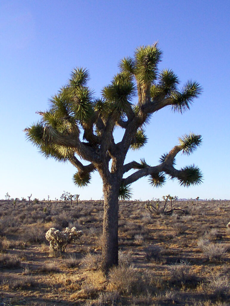 A mature Joshua tree with irregular branching in the Mojave Desert.