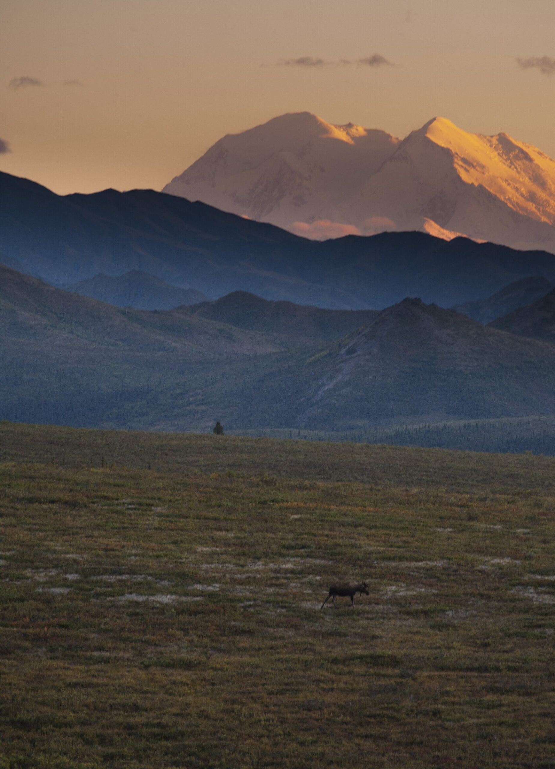 Why the Moose Is Such a Terrible Shape