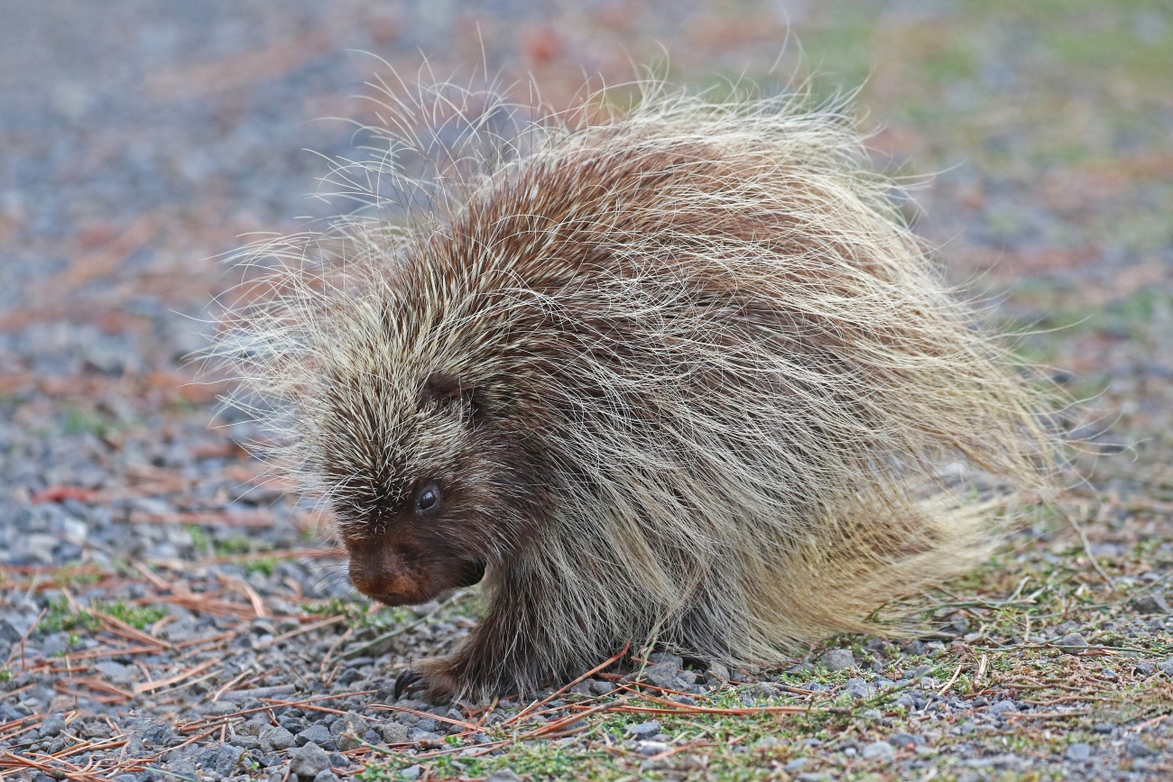 Porcupine Again Forced to Explain It Cannot Shoot Quills