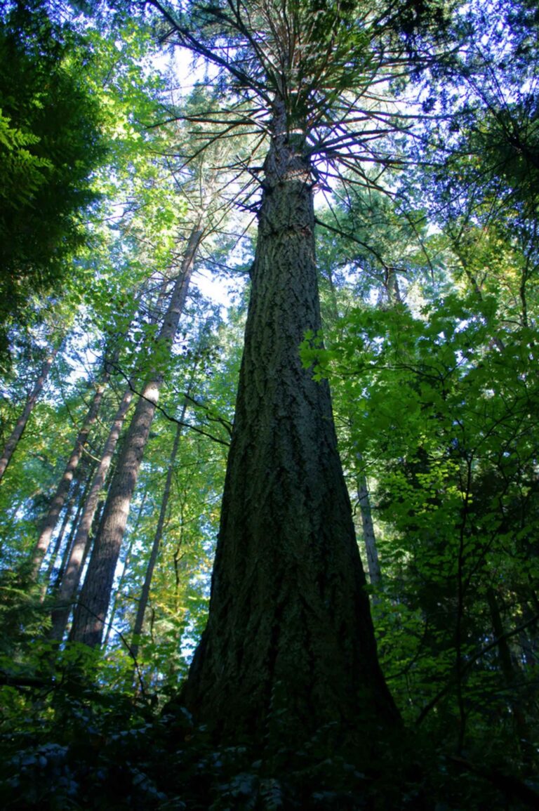 An Investor Misses the First Forest