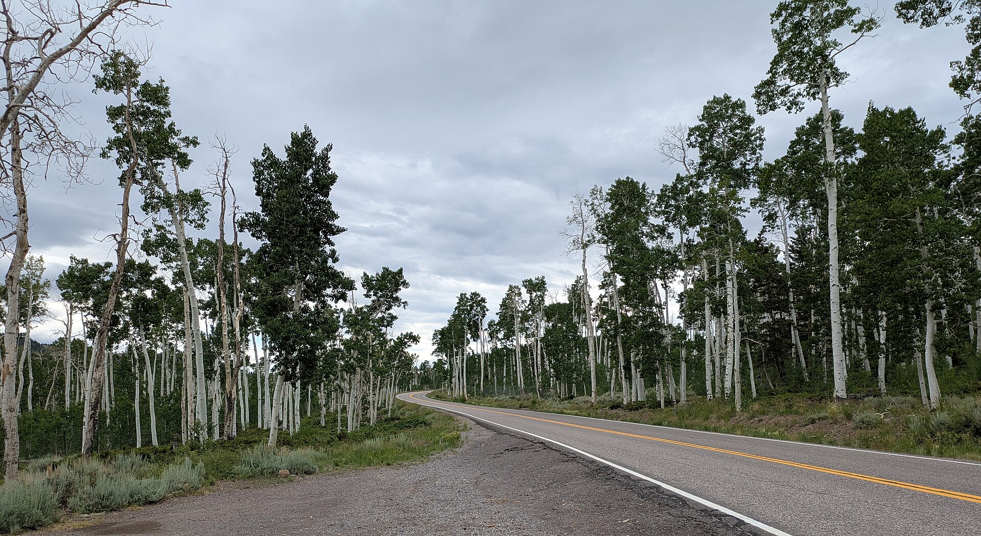 Quaking Aspen Is One Giant Tree Pretending to Be a Forest