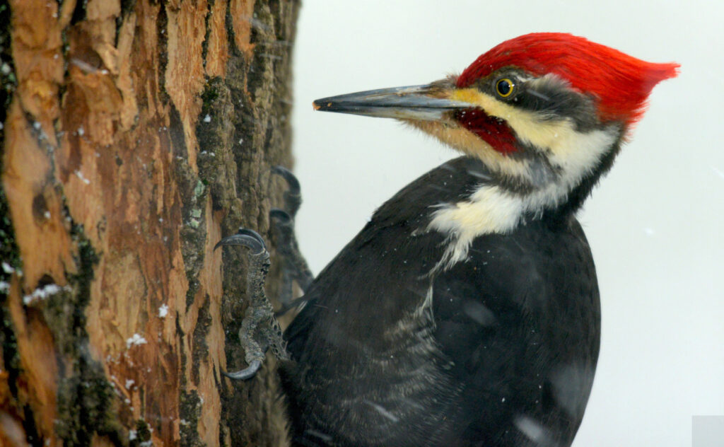 A pileated woodpecker clinging to a tree trunk.