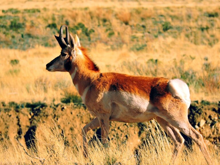 The Pronghorn Is Not an Antelope and Has Places to Be