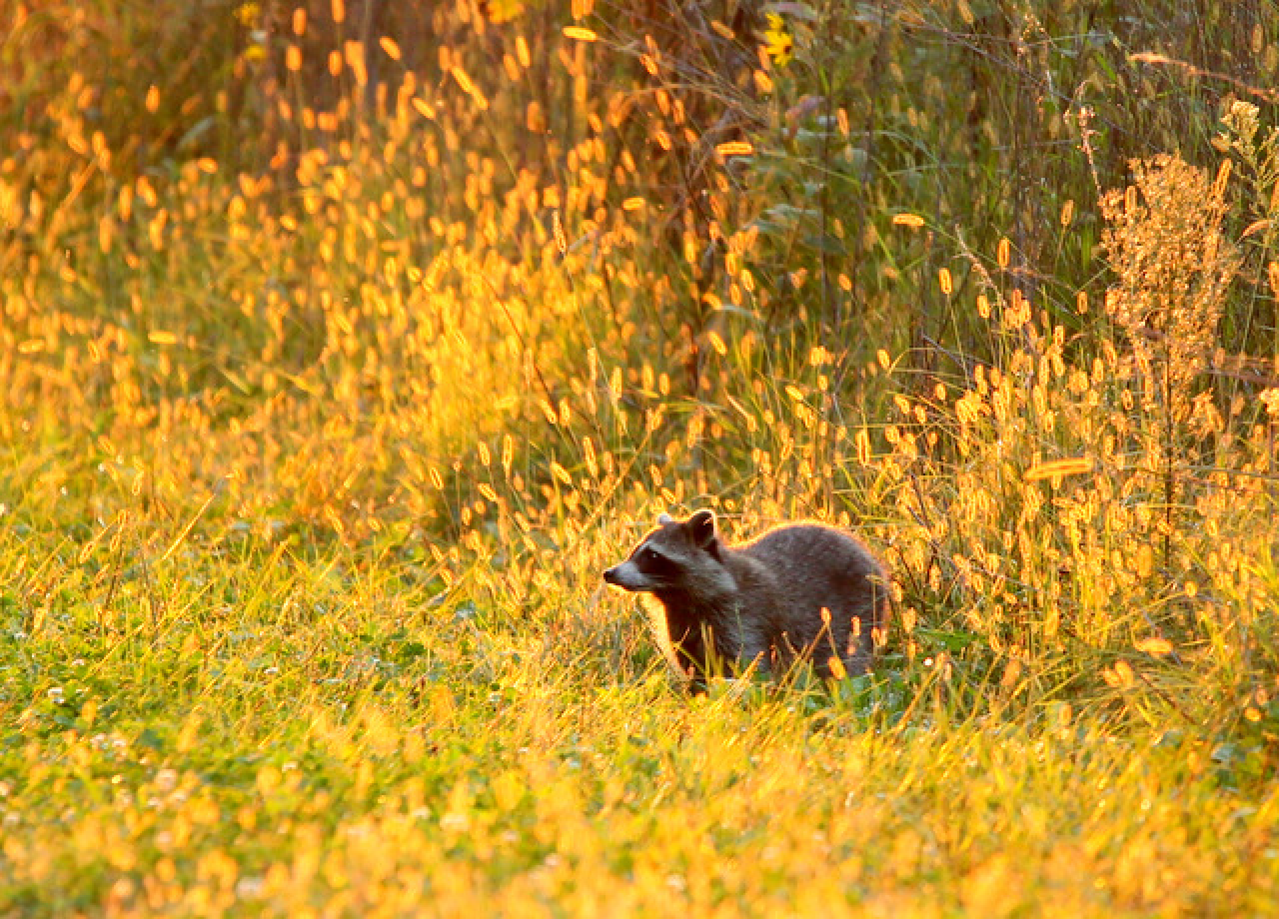 Local Raccoon Insists Cooler Was Already Open