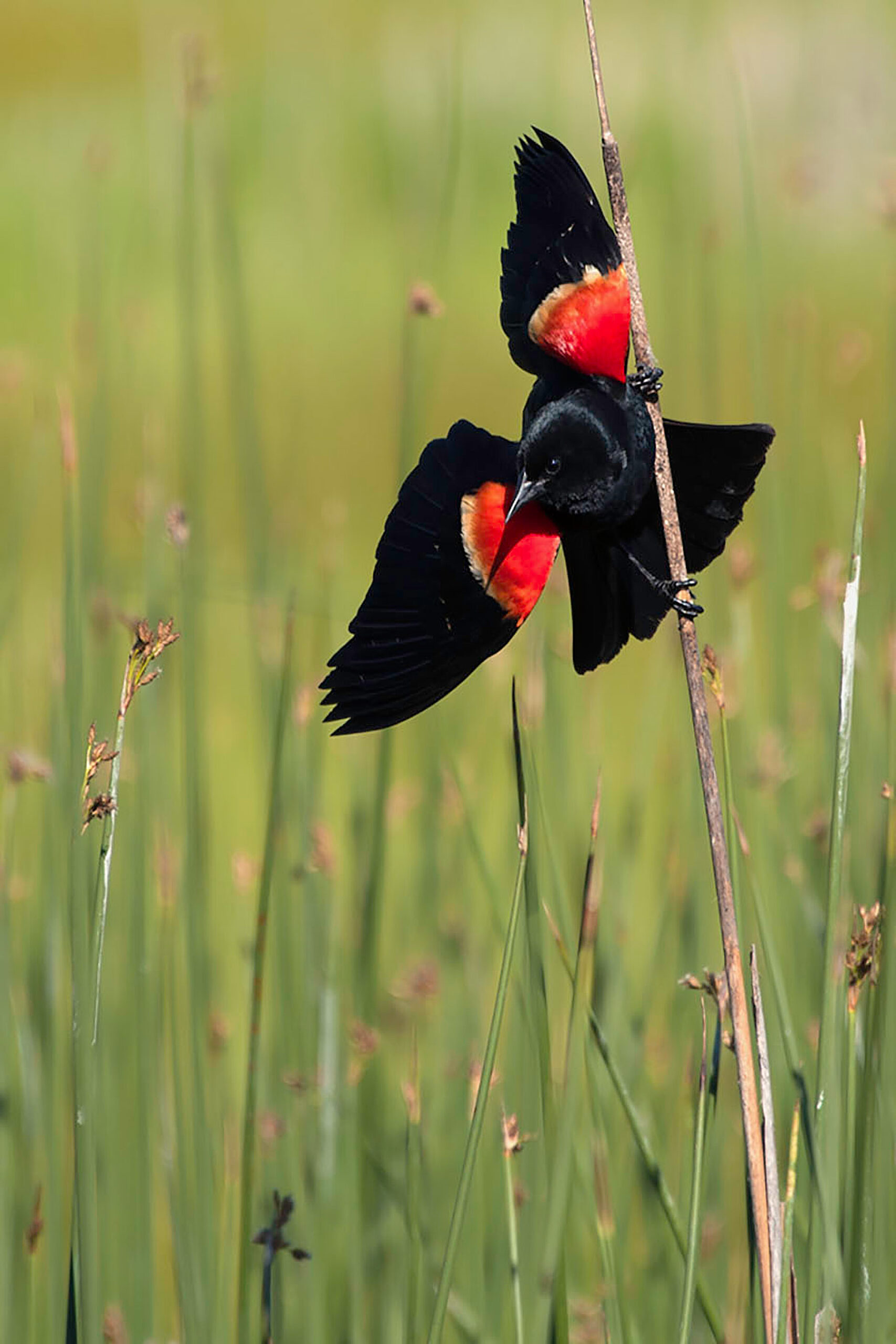 The Friend Who Learned One Birdsong