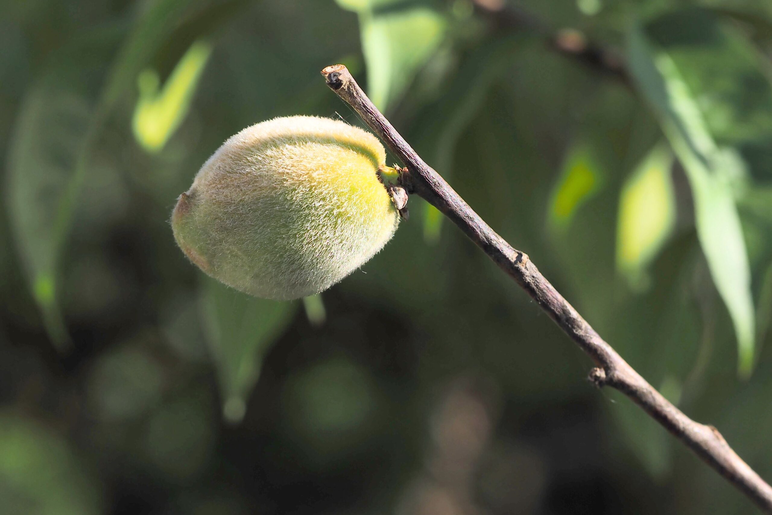 The Peach That Came Backpacking