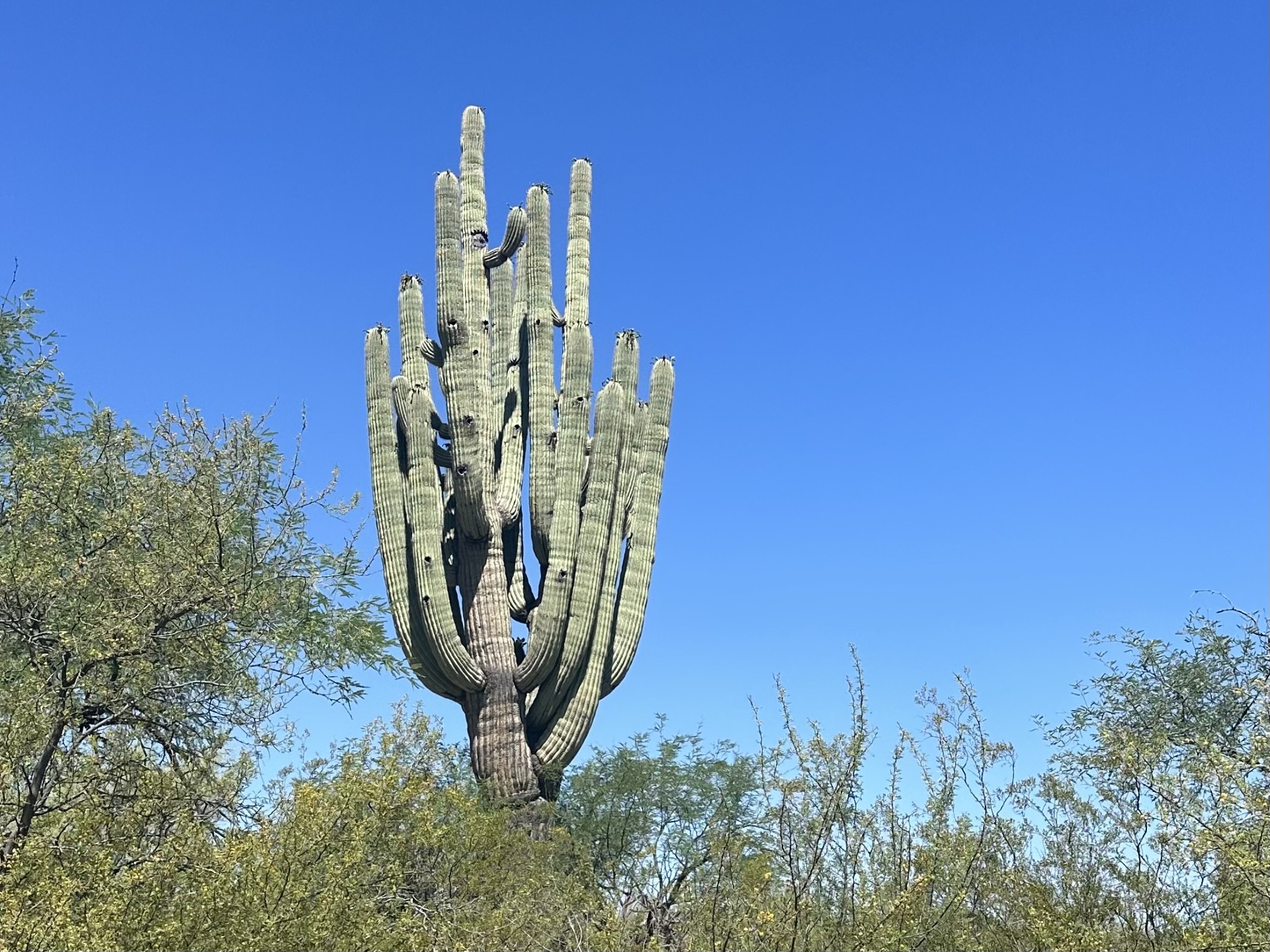 Mature saguaro cactus in Saguaro National Park