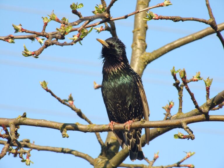 14 Birds You Have Definitely Seen and Still Cannot Identify