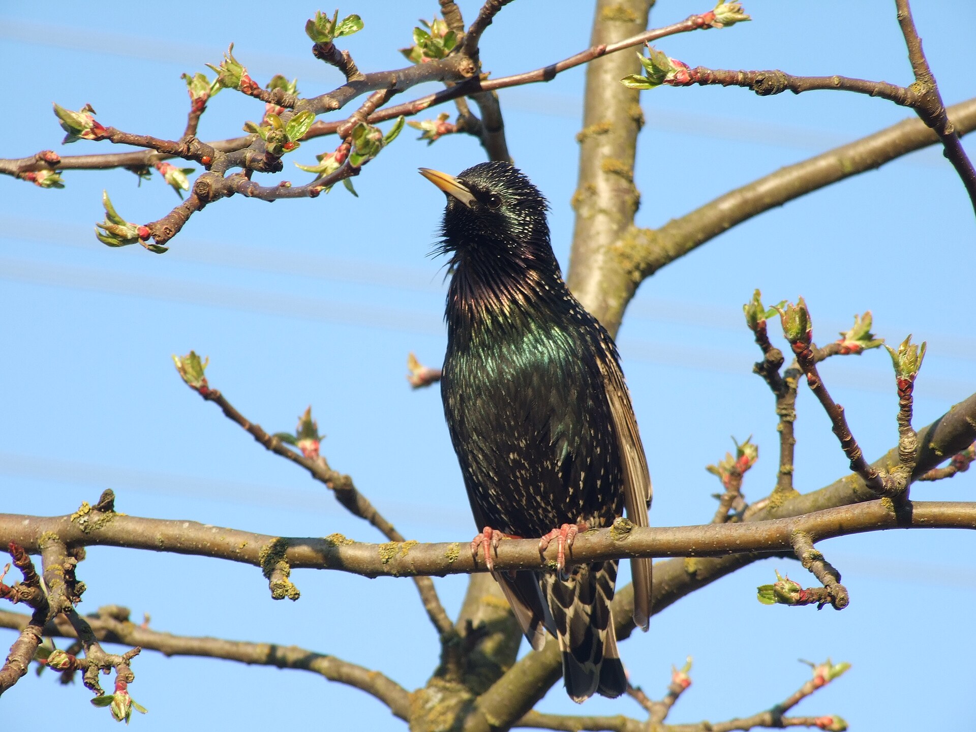 14 Birds You Have Definitely Seen and Still Cannot Identify