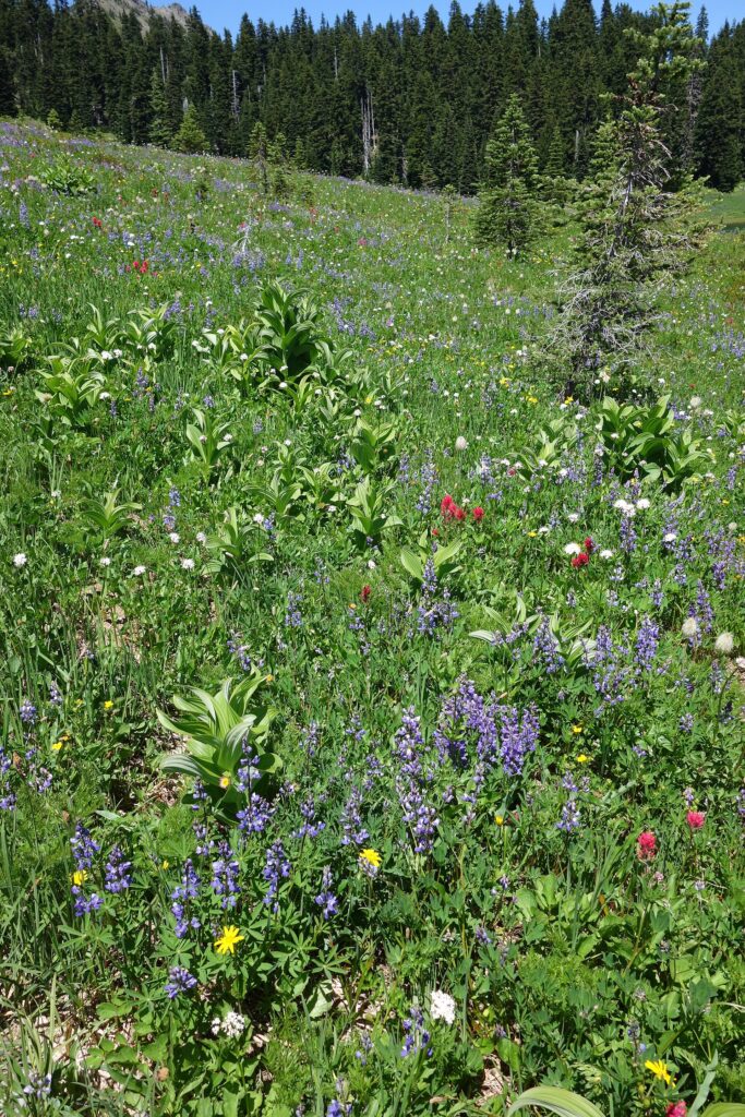 A subalpine meadow filled with lupine and other wildflowers near Tipsoo Lake in Mount Rainier National Park.