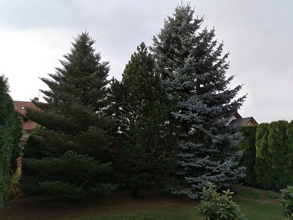 12 Trees You Keep Calling a Pine Tree