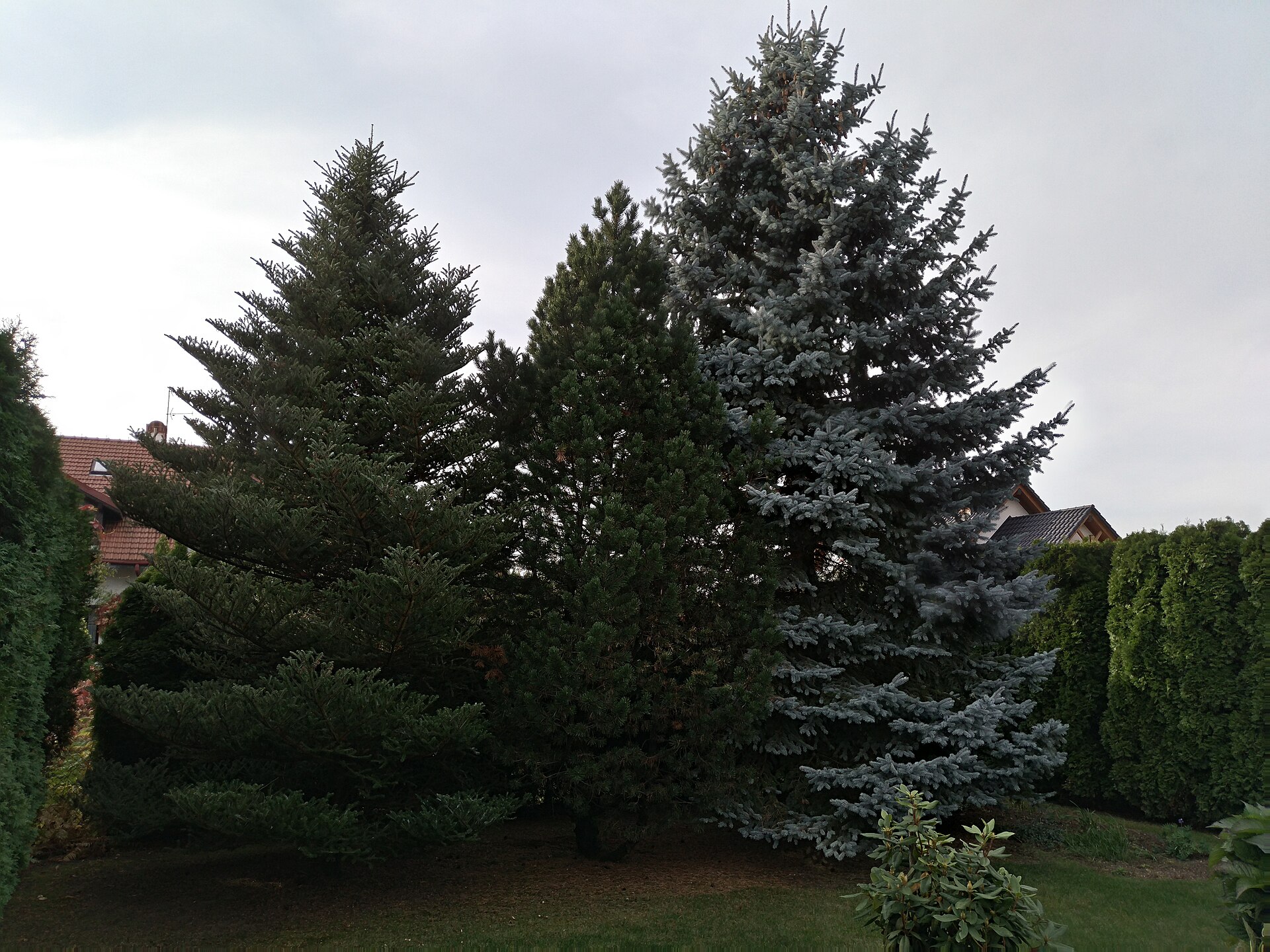 12 Trees You Keep Calling a Pine Tree