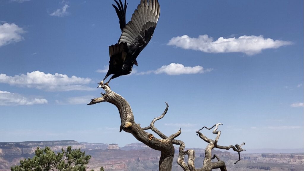 Turkey Vultures Are Doing Everyone a Favor