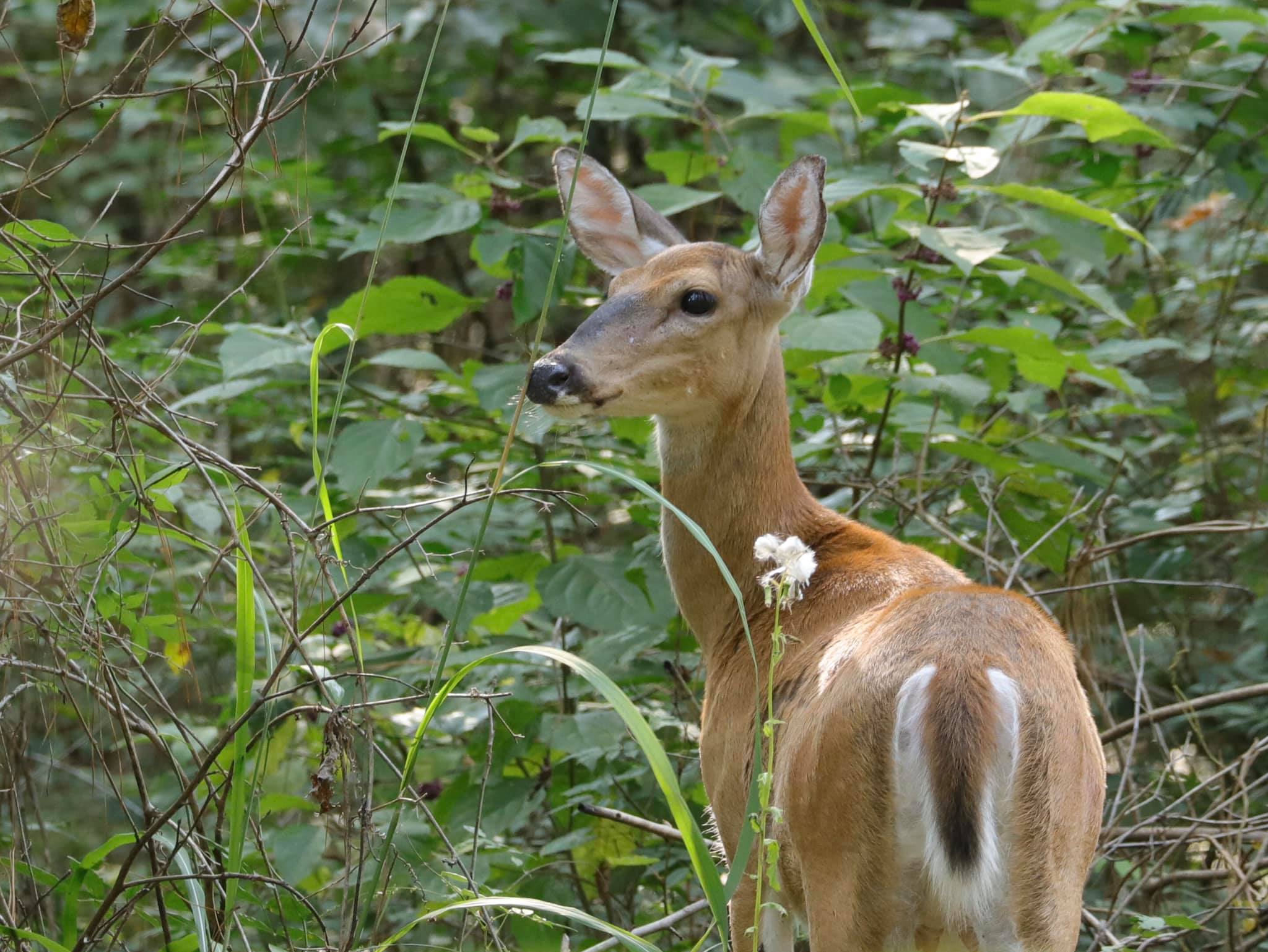 Area Deer Freezes in Road to Consider All Available Options