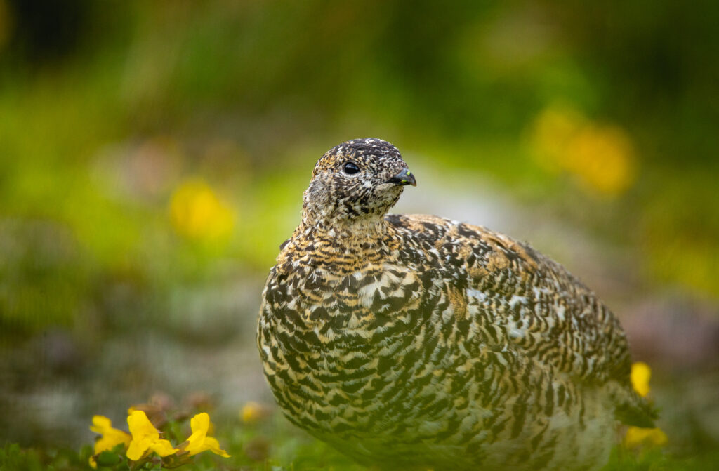Ten Birds to Notice in the Canadian Rockies