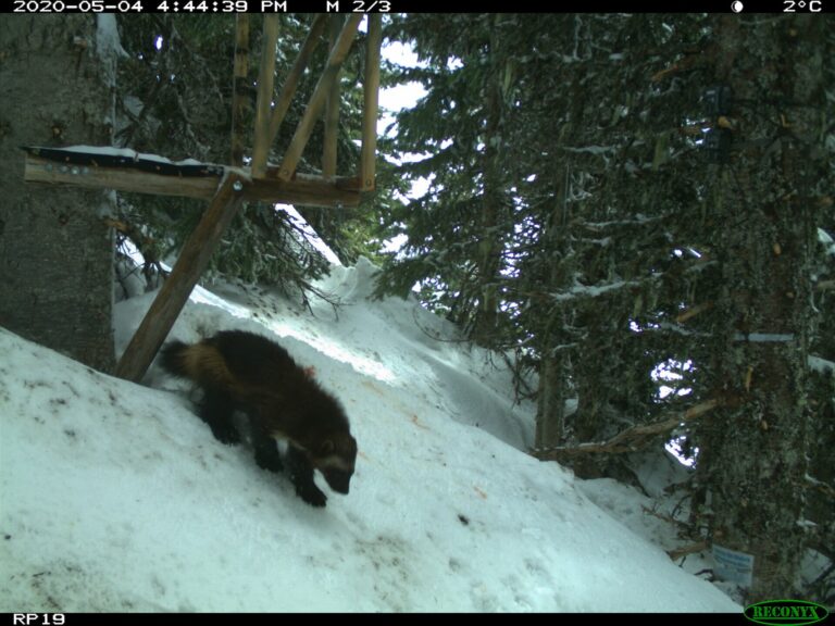 The Wolverine: 40 Pounds of Absolutely Not